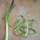 Tips on cooking asparagus — Find asparagus recipes image