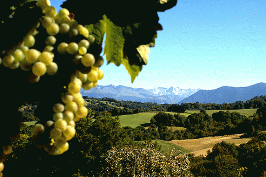 Discover French Gastronomy at a Glance
