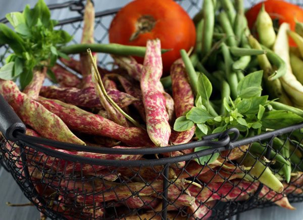 Discover Green Beans and How to Prepare Them