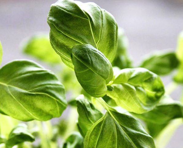 basil information - Guide to using basil in the Kitchen