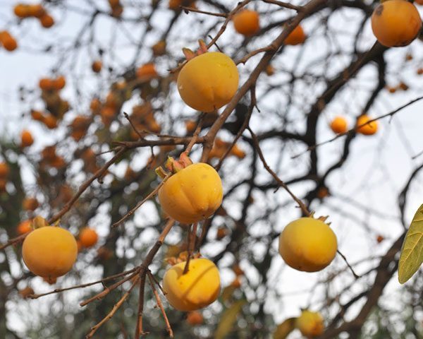 persimmons tree picture