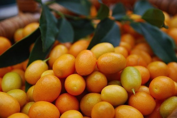 kumquat fruit season photo