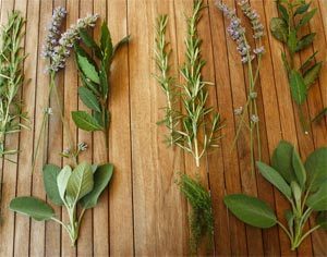 aromatic herbs list