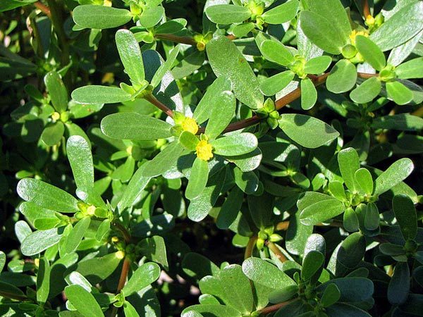 Super-Foods: The Benefits of Cooking with Purslane