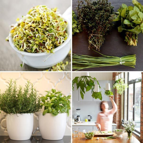 indoor kitchen herb garden