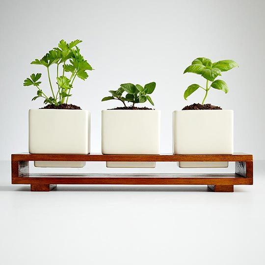 kitchen indoor herbs planter