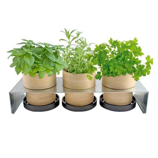 kitchen indoor herbs planter