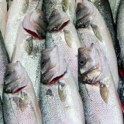 how-to-check-freshness-of-fish