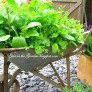 Old wheelbarrow with arugula, lettuce and parsley thumbnail