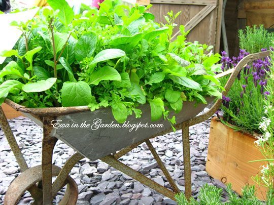 Old wheelbarrow with arugula, lettuce and parsley