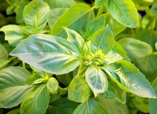 How to Grow BASIL in your kitchen