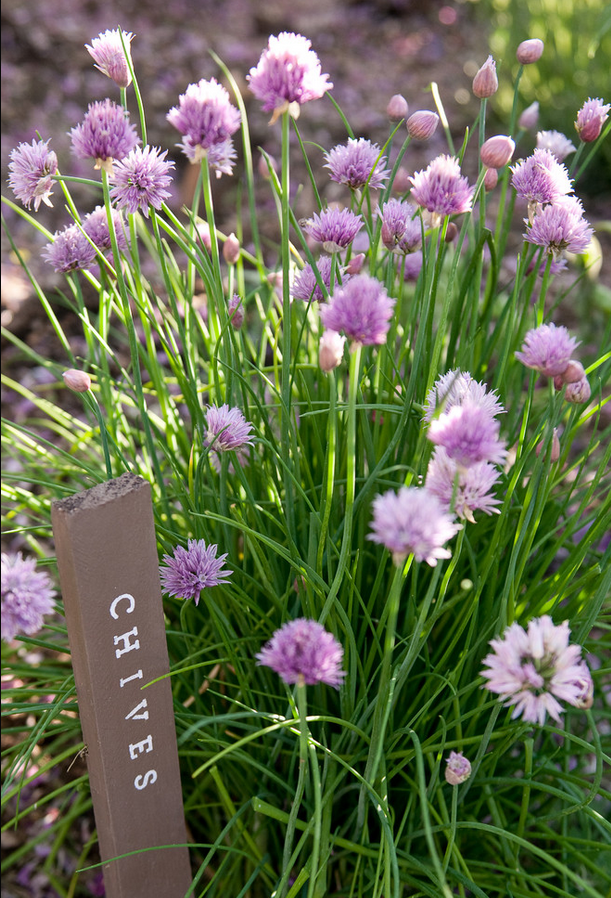 how to grow chives indoor