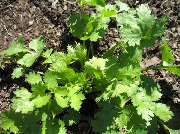 How-to-Grow-CILANTRO