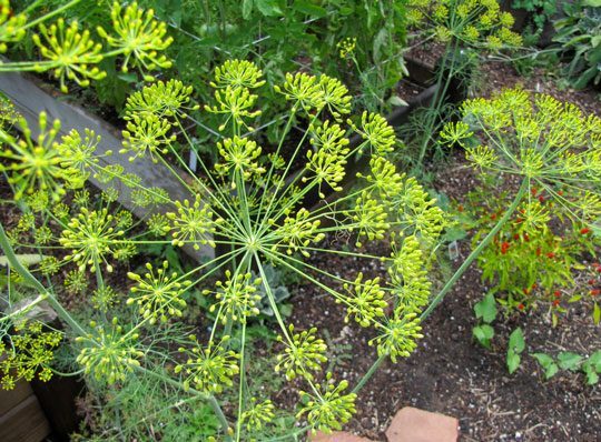 how to grow dill in a herb garden