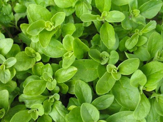 how to grow marjoram indoor