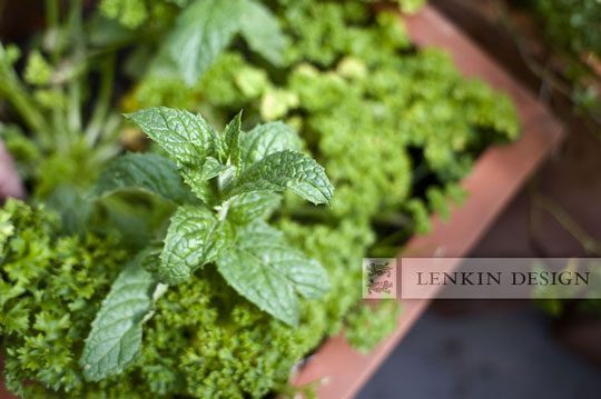 growing mint indoor