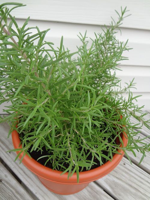 how to grow rosemary at home