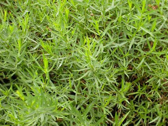 How-to-Grow-TARRAGON