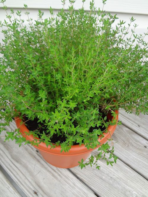 how to grow thyme indoors