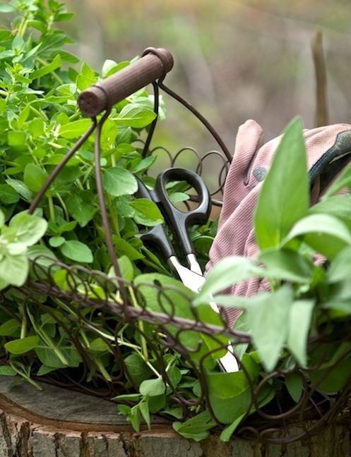 easy ways to preserve herbs