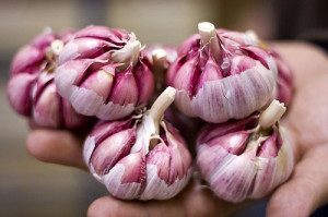 when to remove garlic germ