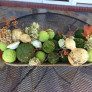 fall-Vegetable-Centerpiece-Ideas thumbnail