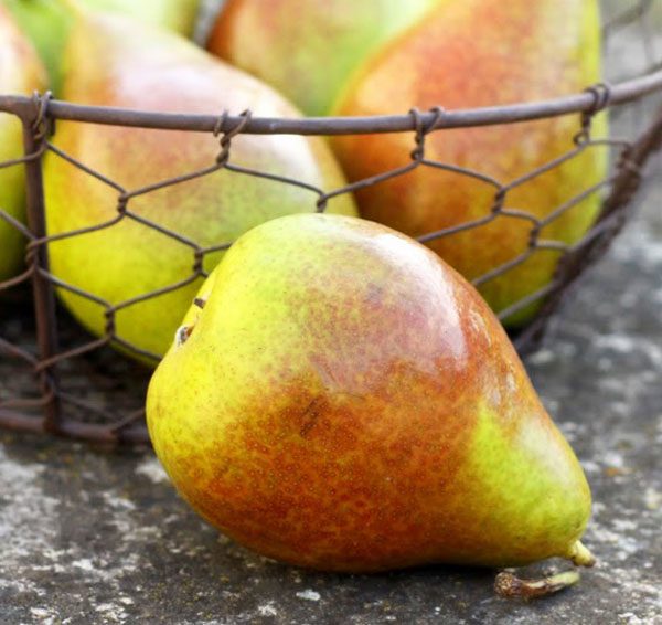 Seckel Pear recipe