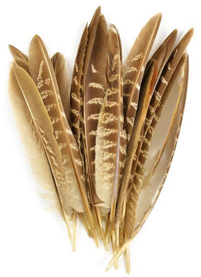 decorative pheasant feathers