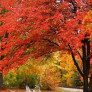 fall-leaves-new-hampshire thumbnail