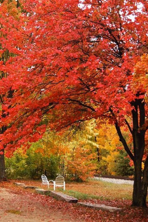 fall-leaves-new-hampshire