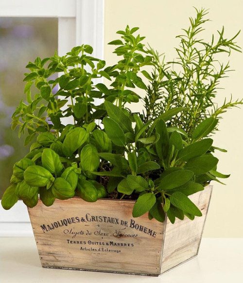 DIY indoor herb garden