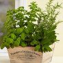 DIY indoor herb garden thumbnail