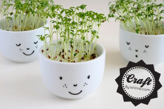 diy cress cup planter