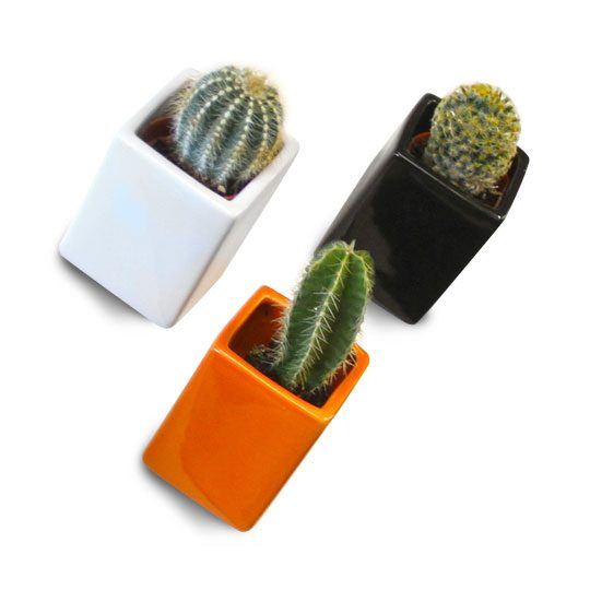 mini cactus planter