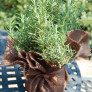 rosemary planter thumbnail