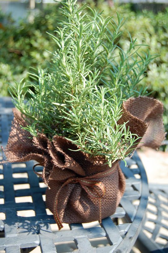 rosemary planter