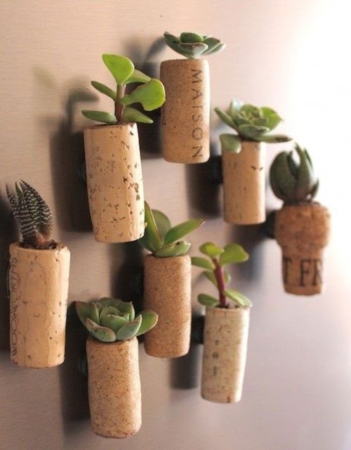succulent cork planters