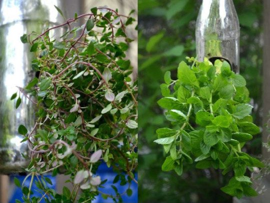 How-to--Indoor-Herb-Garden-