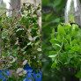 How-to--Indoor-Herb-Garden- thumbnail