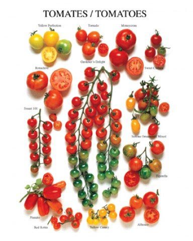 vegetable poster