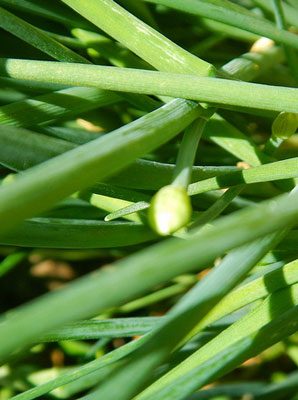 Using culinary Herbs