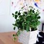 diy hanging planters thumbnail