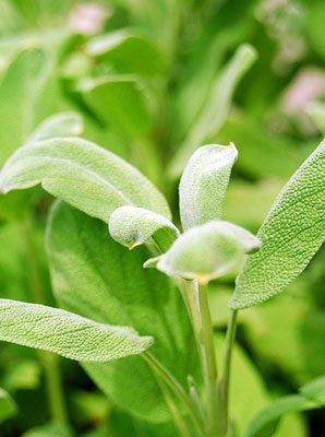 best uses of culinary herbs