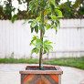 chevron recycled wood planter box thumbnail