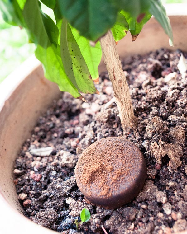 Will Coffee Grounds Keep Ants Away 