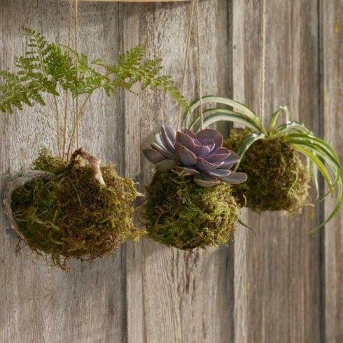 pretty vegetal planters