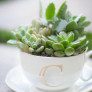 diy tea cup succulent planeter gift thumbnail