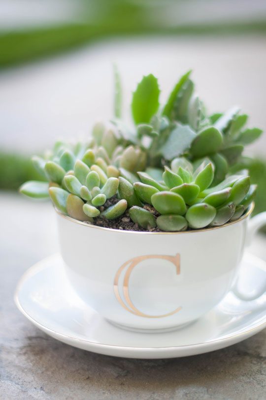 diy tea cup succulent planeter gift