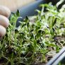 harvesting microgreens DIY-tips thumbnail