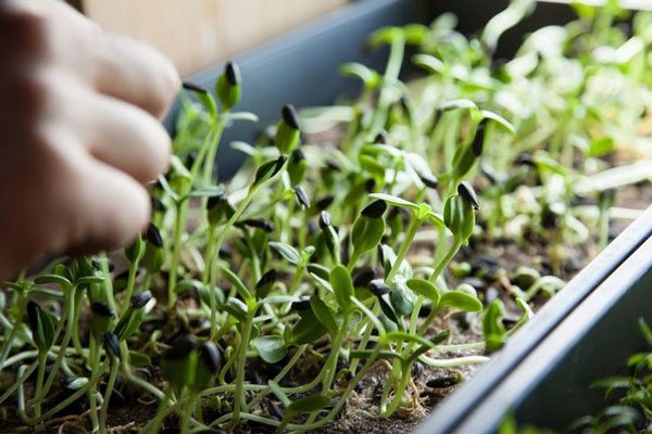 harvesting microgreens DIY-tips
